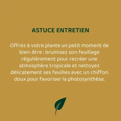 La plante éthique - Post réseaux sociaux - Template