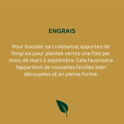 La plante éthique - Post réseaux sociaux - Template