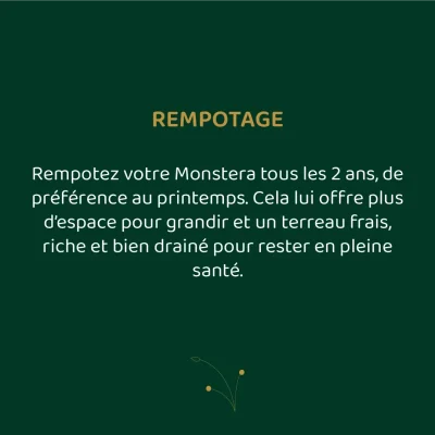 La plante éthique - Post réseaux sociaux - Template